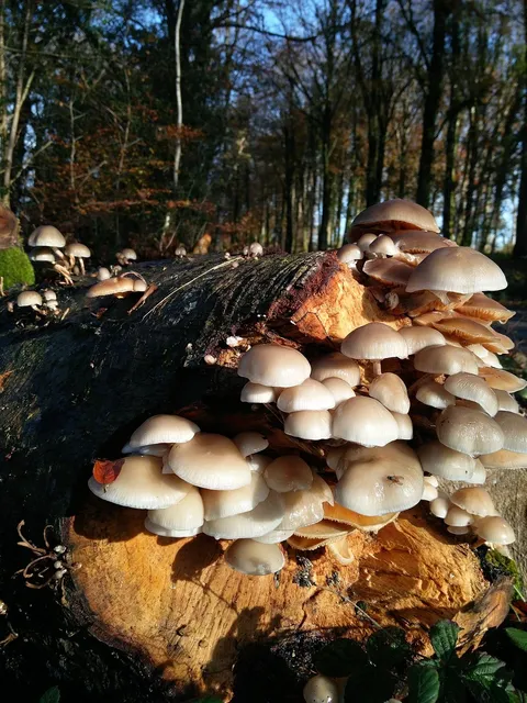 Drum Stool